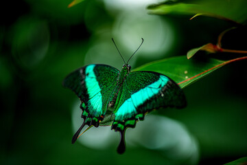 Emerald butterfly in the garden