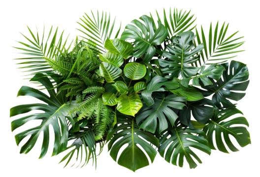 Lush green tropical plants bush (monstera, palm, rubber plant, pine and fern), cut out