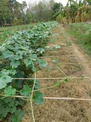 growth stages of ridge gourd.organic rooftop terrace gardening.organic vegetable terrace garden.	
