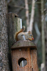 Squirrel in the park