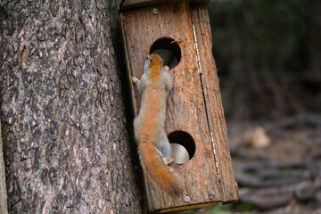 Squirrel in the park