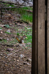 Squirrel in the park