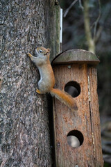 Squirrel in the park