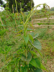 Plant and leaves of the air yam, also known as air yam, bitter yam, cheeky yam, potato yam. It is a species of the true yam (Dioscorea bulbifera, Dioscoreaceae).