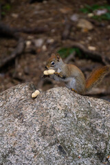 Squirrel in the park