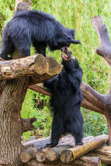 black bear in zoo