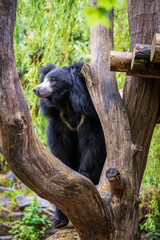 black bear in the woods