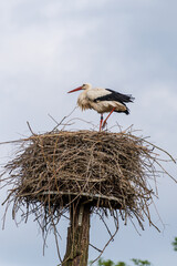 stork in nest
