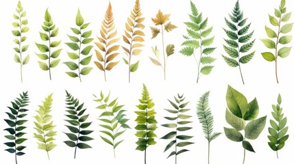 Group of Fern leave isolated on white background.Texture of green leaves.