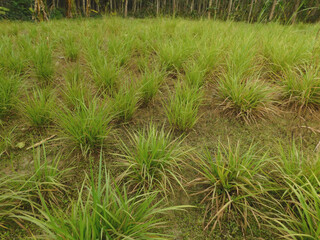 Meadow covered with spear grass in spring