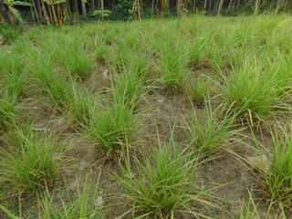 Meadow covered with spear grass in spring