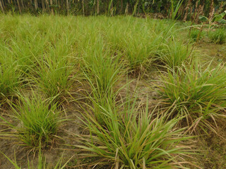 Meadow covered with spear grass in spring