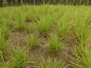 Meadow covered with spear grass in spring