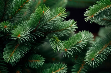 green branches of a fir tree close-up, short needles of a coniferous tree close-up on a green background, texture of needles of a Christmas tree close-up
