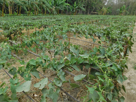 Close up of green pointed gourd in the vegetable garden