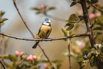 yellow wagtail on a branch
