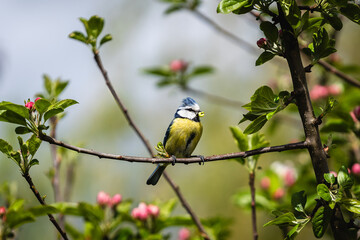yellow wagtail on a branch