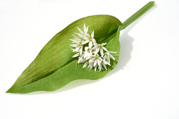 Ramson, Allium ursinum