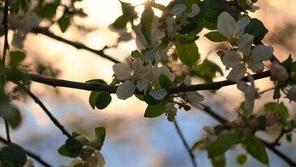 Apple blossoms on the branch of an apple tree. Evening mood with warm light