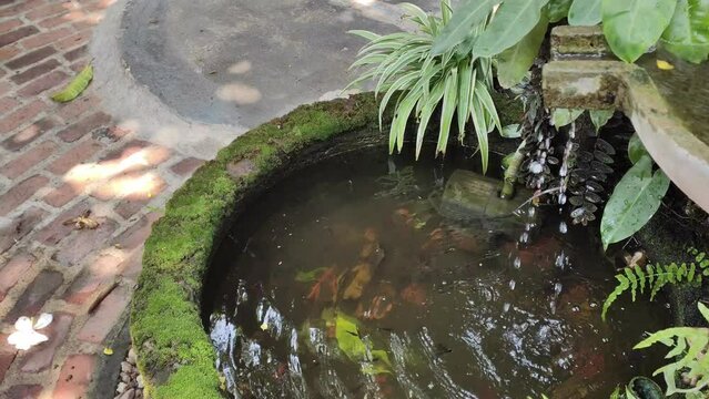 Small fish pond in the backyard Refreshes the mood