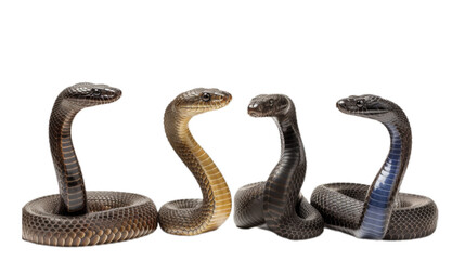 Fototapeta premium King cobra set isolated on transparent background