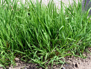Wheatgrass, Agropyron, repens,
