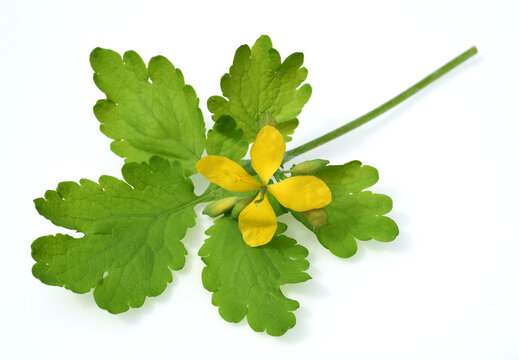 Celandine, Chelidonium majus