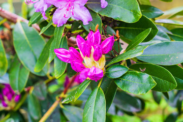 Rhododendron (Ericaceae) with a beautiful pink flower
