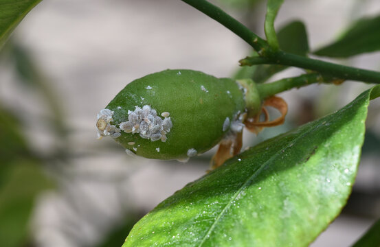 Mealybugs and mealybugs
