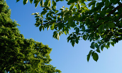 맑은 하늘에 핀 초록 잎