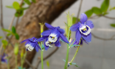 우아한 하늘매발톱 꽃