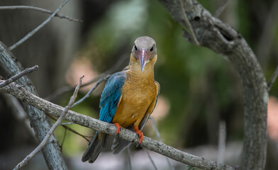 Stork-billed kingfisher childhood on the branch of a tree.