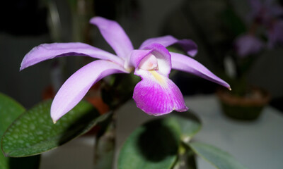 아름다운 난초 꽃