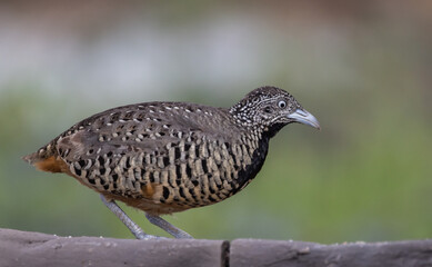 Barred Buttonquail on the ground animal portrait.