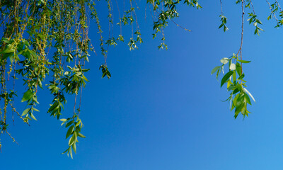 하늘과 버드나무