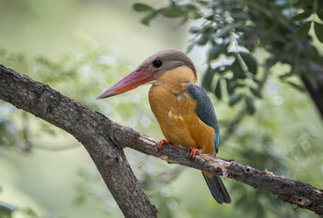 Stork-billed kingfisher childhood on the branch of a tree.