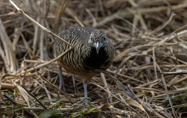 Barred Buttonquail on the ground animal portrait.