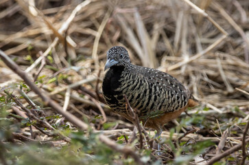 Barred Buttonquail on the ground animal portrait.