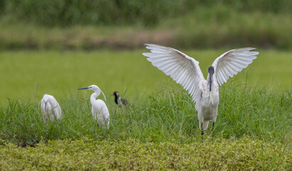 Black-headed Ibis .Bathing in a rice field furrow.