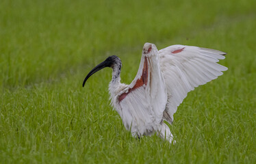 Black-headed Ibis .Bathing in a rice field furrow.