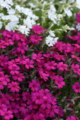 開花が進む芝桜