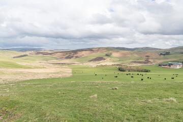 Cattle Grazing in the Cheviot Hills in the Scottish Borders, Scotland, UK