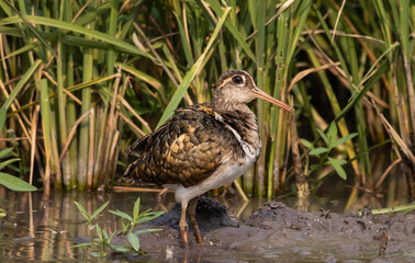 greater painted-snipe on the ground close up shot ( Animal portrait ).