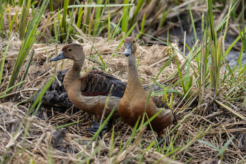 Lesser Whistling Duck on the ground animal portrait.