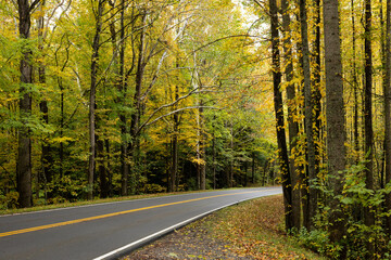 Fototapeta premium Autumn woods with a road