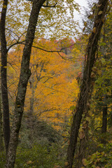 Autumn leaves in the mountains