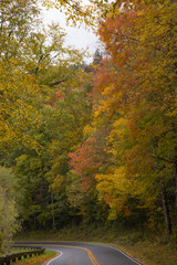 Road through the Autumn Woods