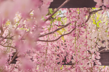 Wisteria brachybotrys, the silky wisteria, flowering plant, blooming pink flowers during spring as floral natural botanical pattern backdrop wallpaper