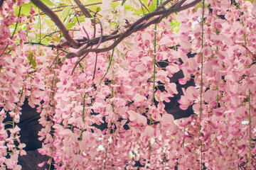 Wisteria brachybotrys, the silky wisteria, flowering plant, blooming pink flowers during spring as floral natural botanical pattern backdrop wallpaper