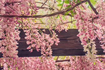 Wisteria brachybotrys, the silky wisteria, flowering plant, blooming pink flowers during spring as...